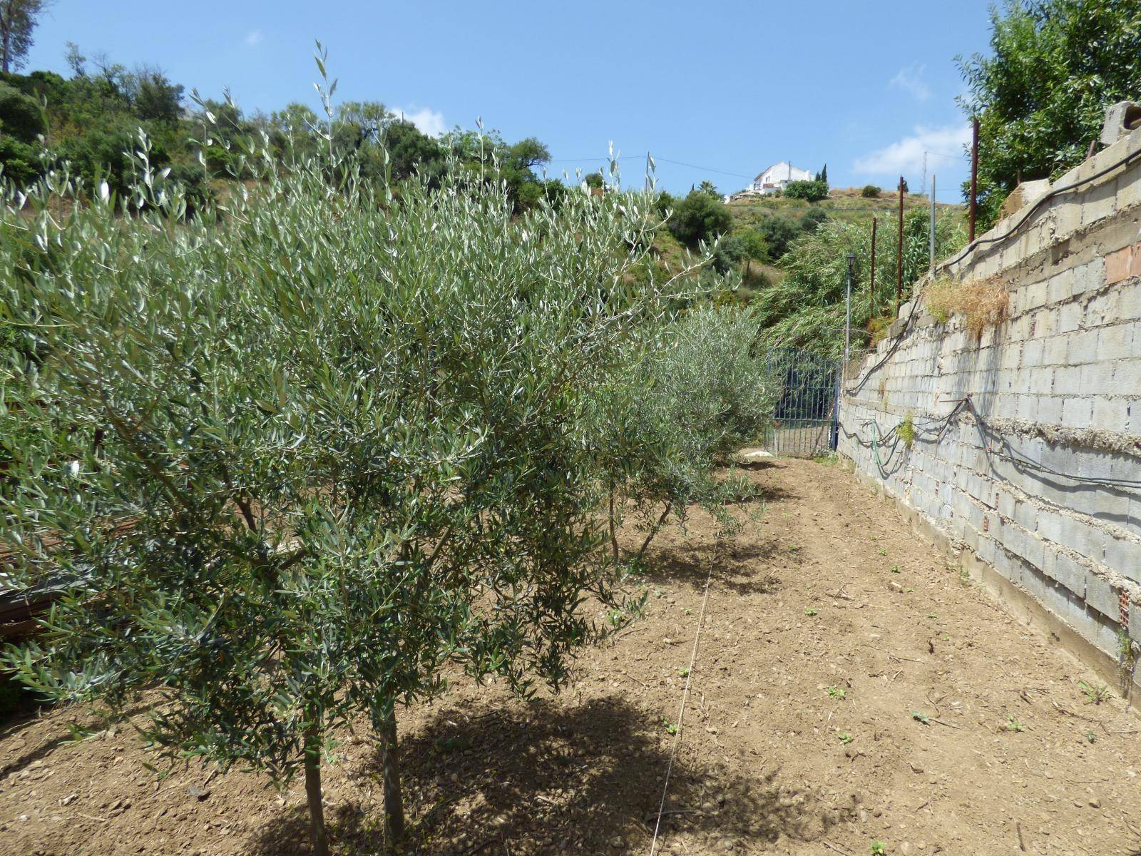 Parcelle en vente à Mijas