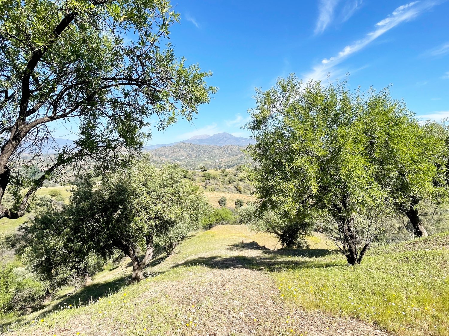 Parcela rústica de olivos 13.200m2 y casa registrada y piscina