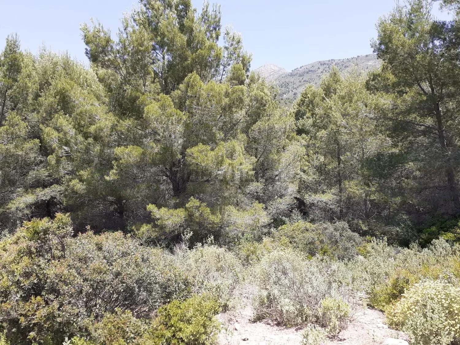 قطعة أرض للبيع في Nerja
